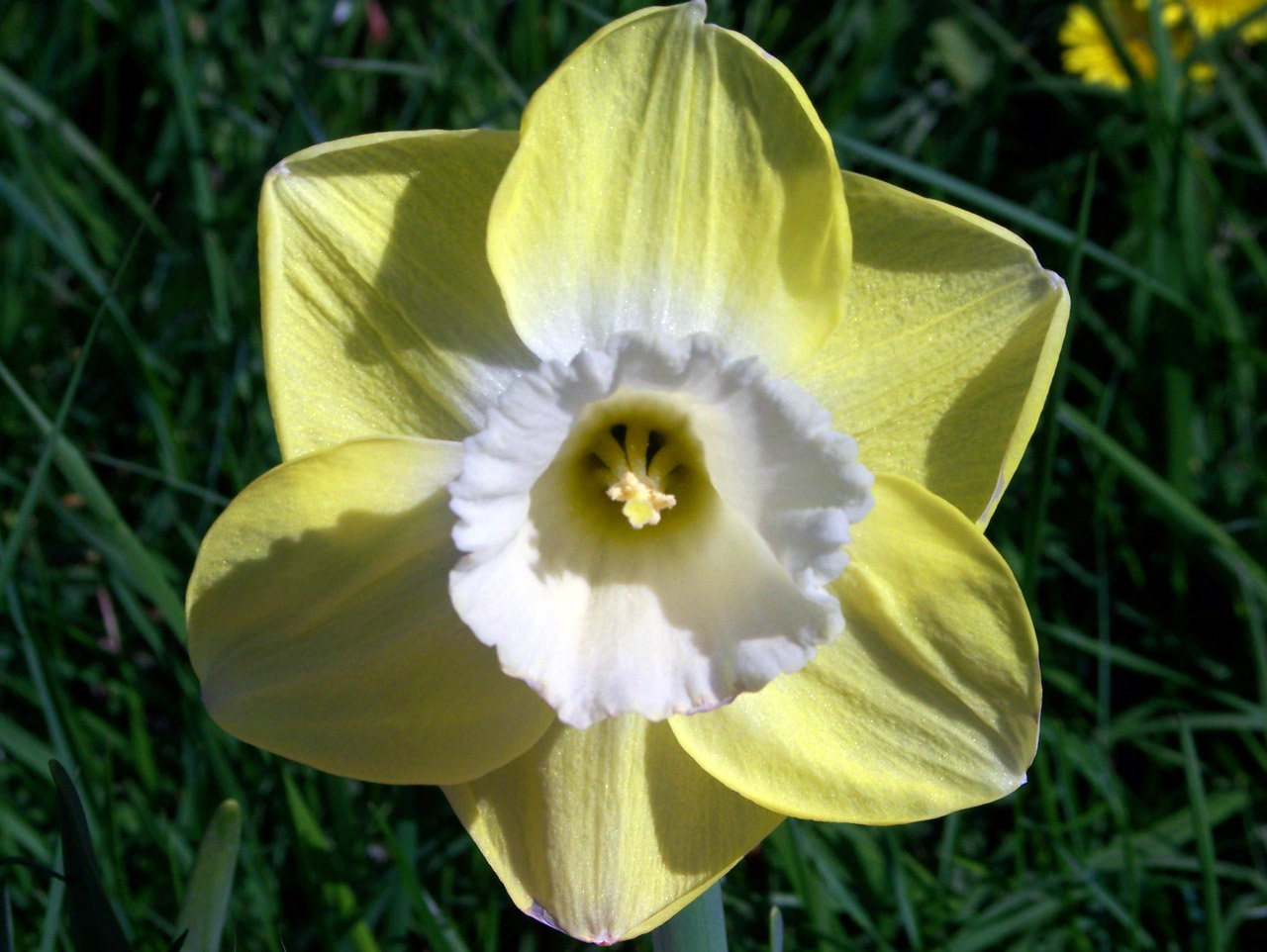 daffodil flower spring free photo