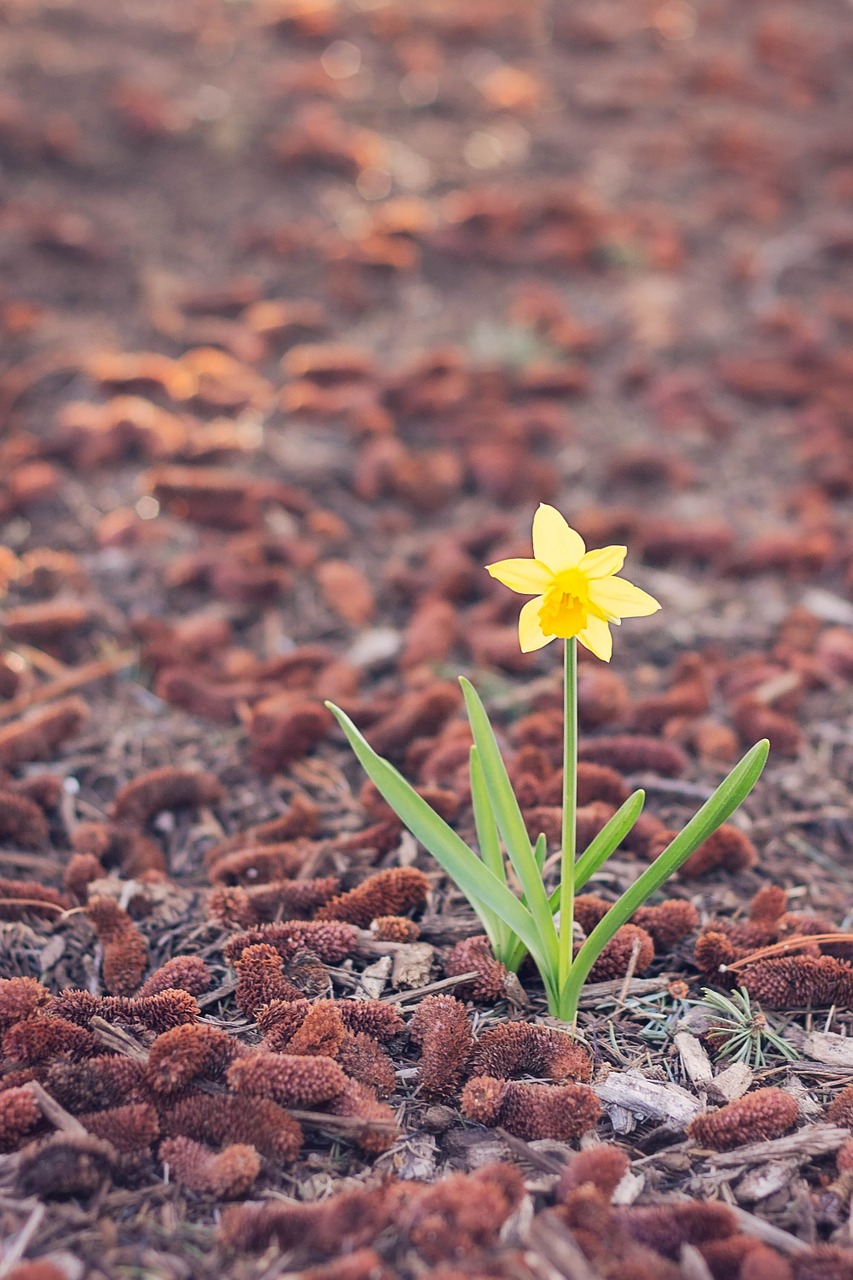 daffodil alone flower free photo