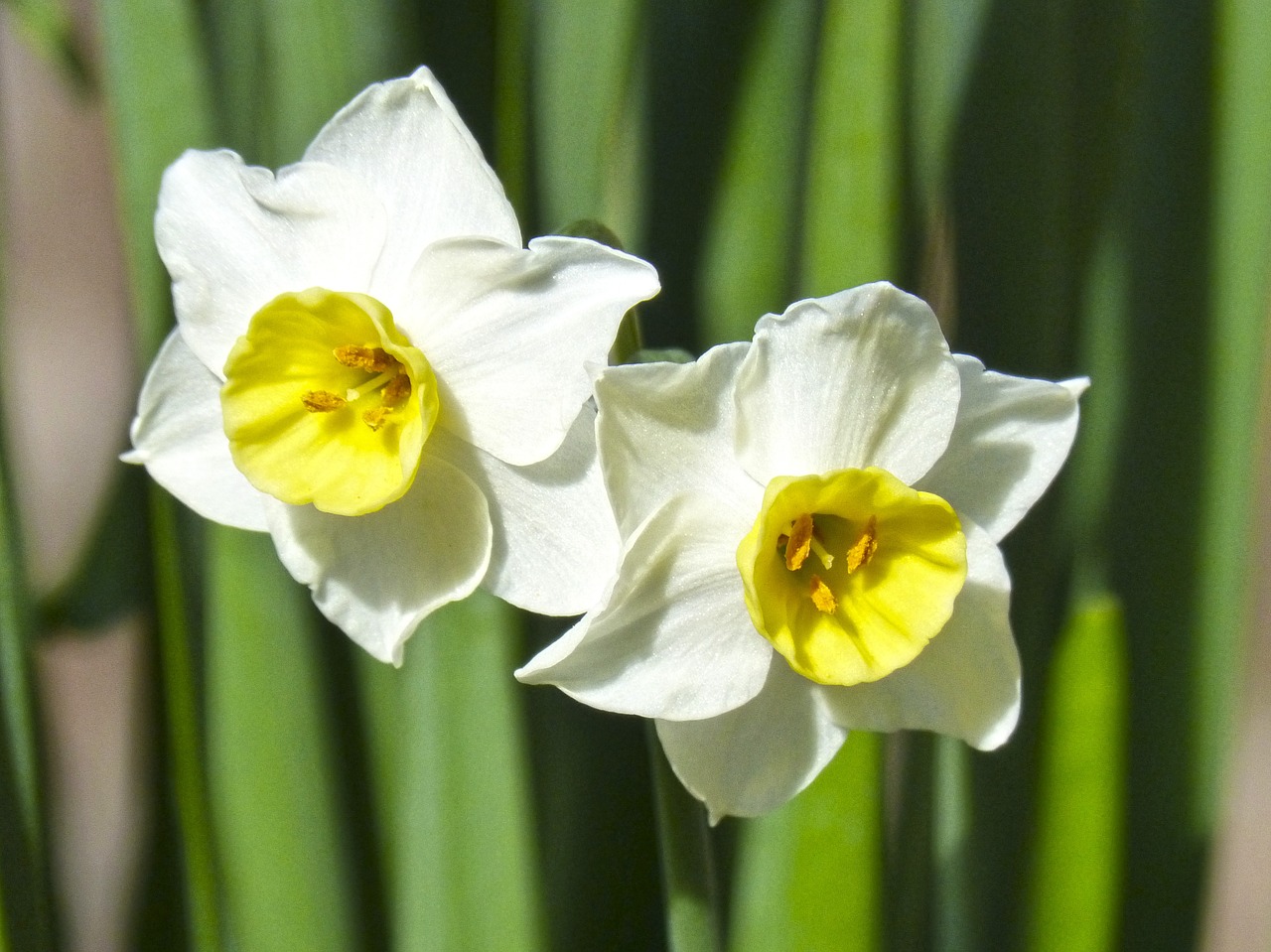 daffodil flower detail free photo