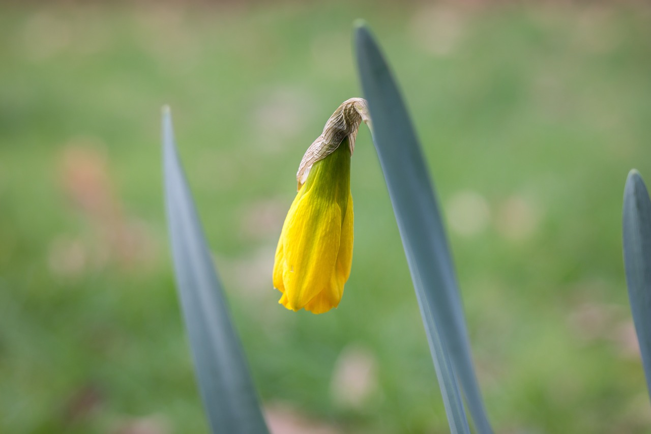 daffodil narcissus bud free photo