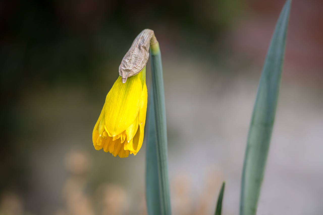 daffodil narcissus bud free photo