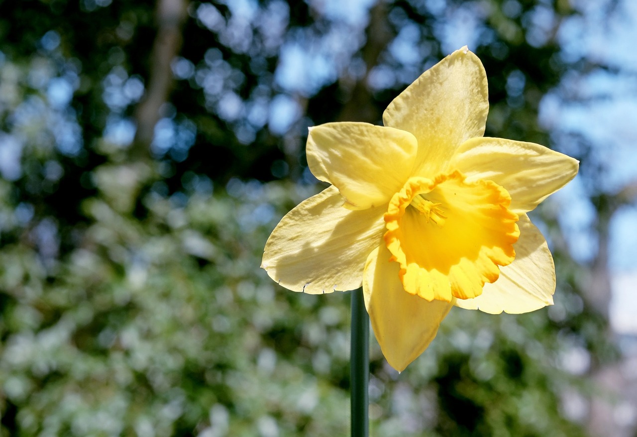 daffodil blossom bloom free photo