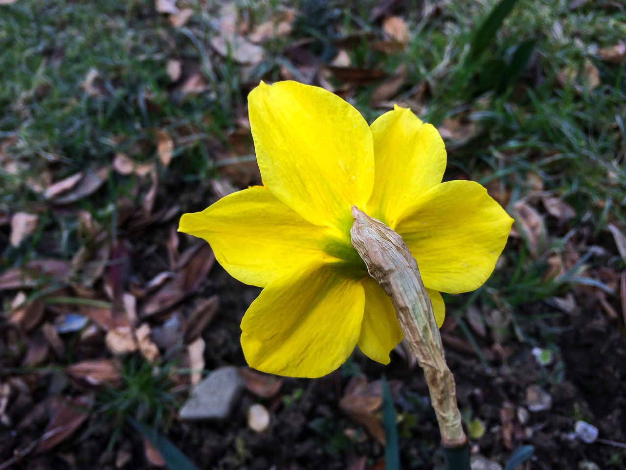 daffodil narcissus easter free photo