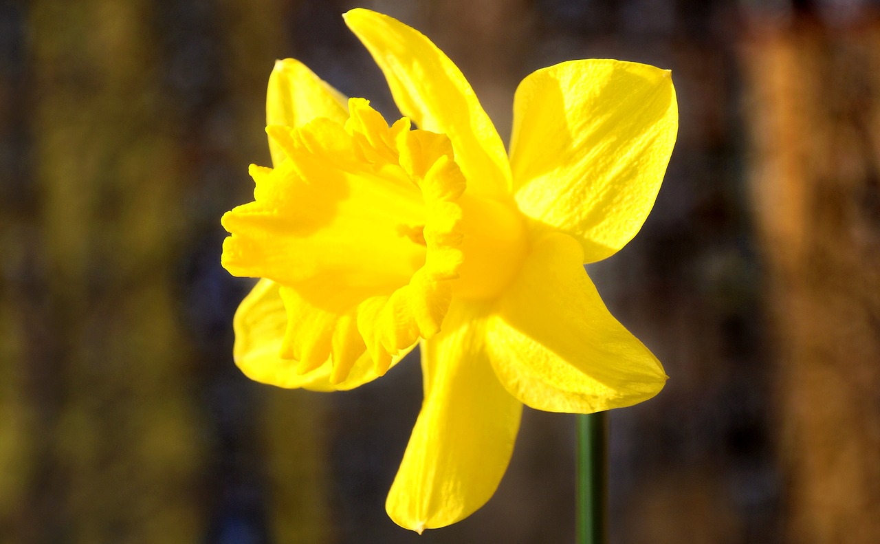 daffodil spring yellow flower free photo