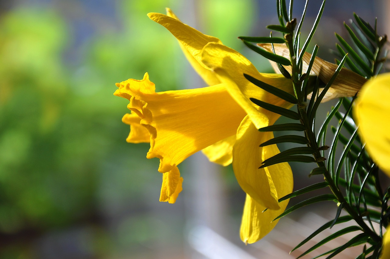 daffodil spring yellow flower free photo