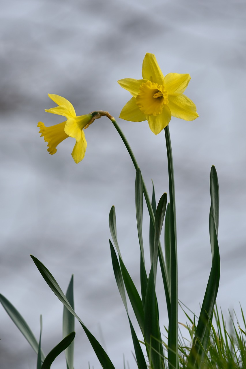 daffodil yellow flower free photo