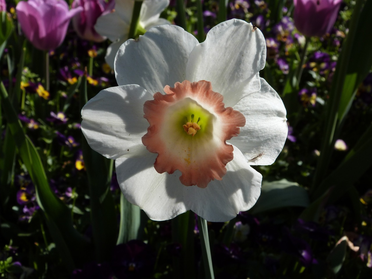 daffodil bloom spring free photo