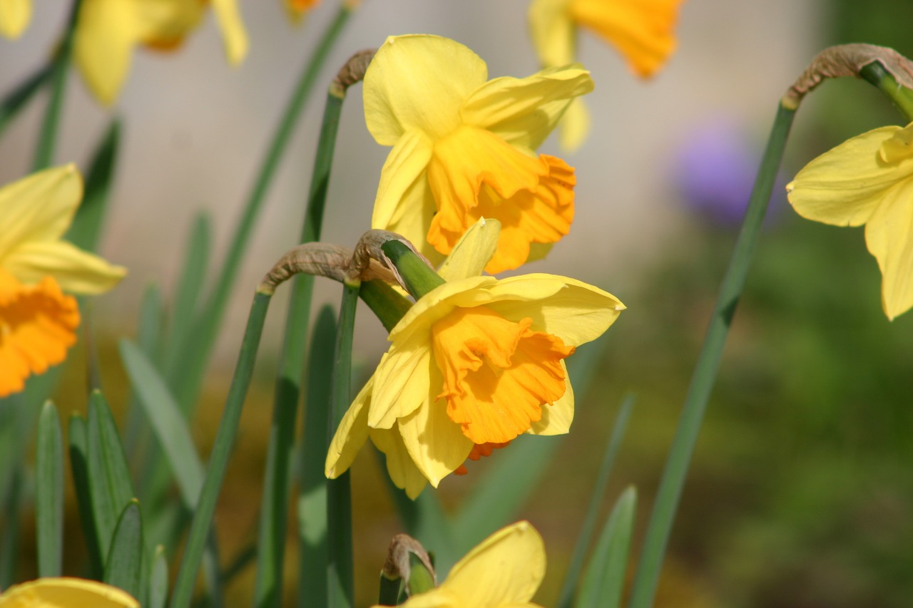 daffodil narcissus flower free photo