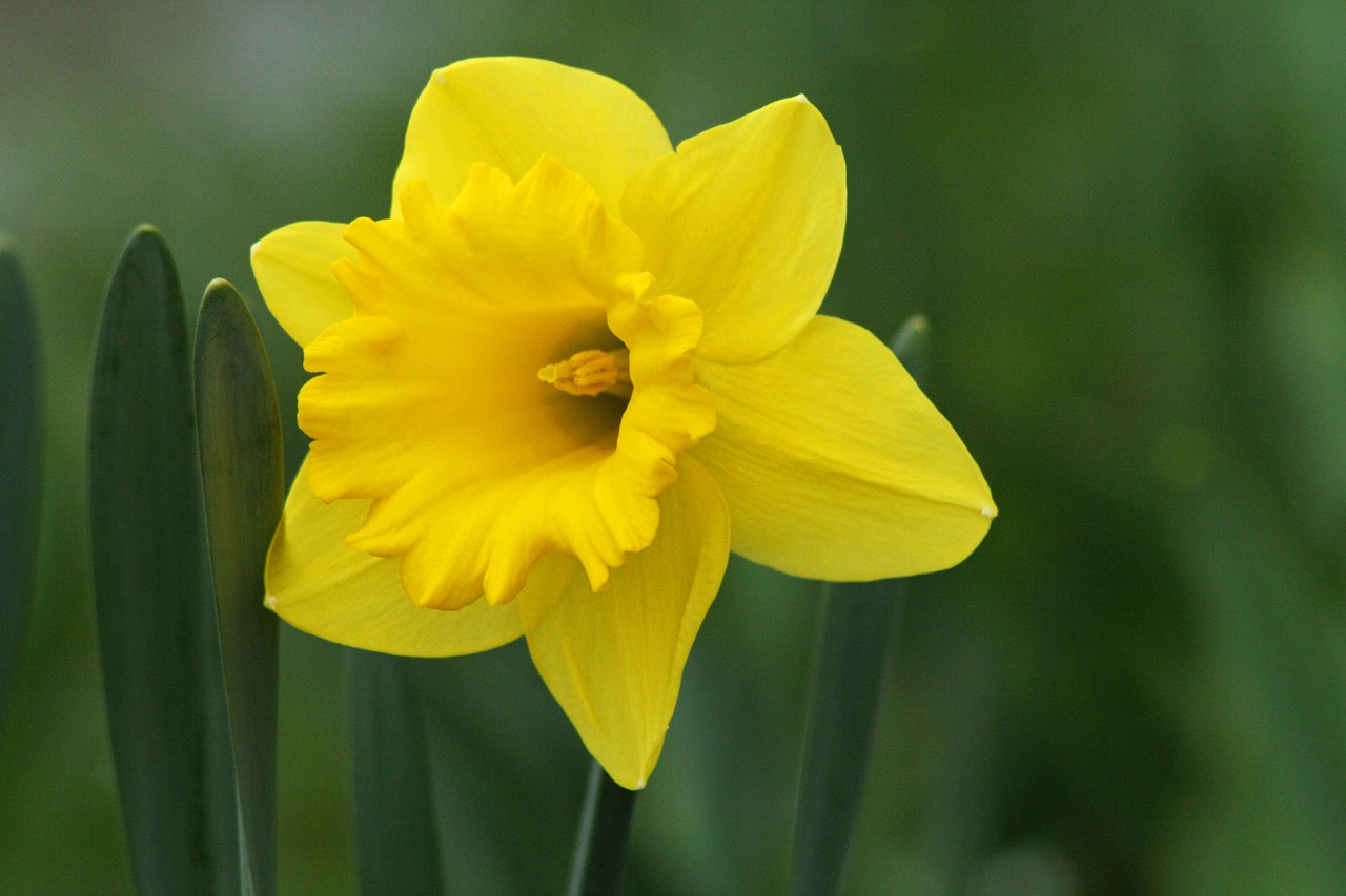 daffodil flower yellow free photo