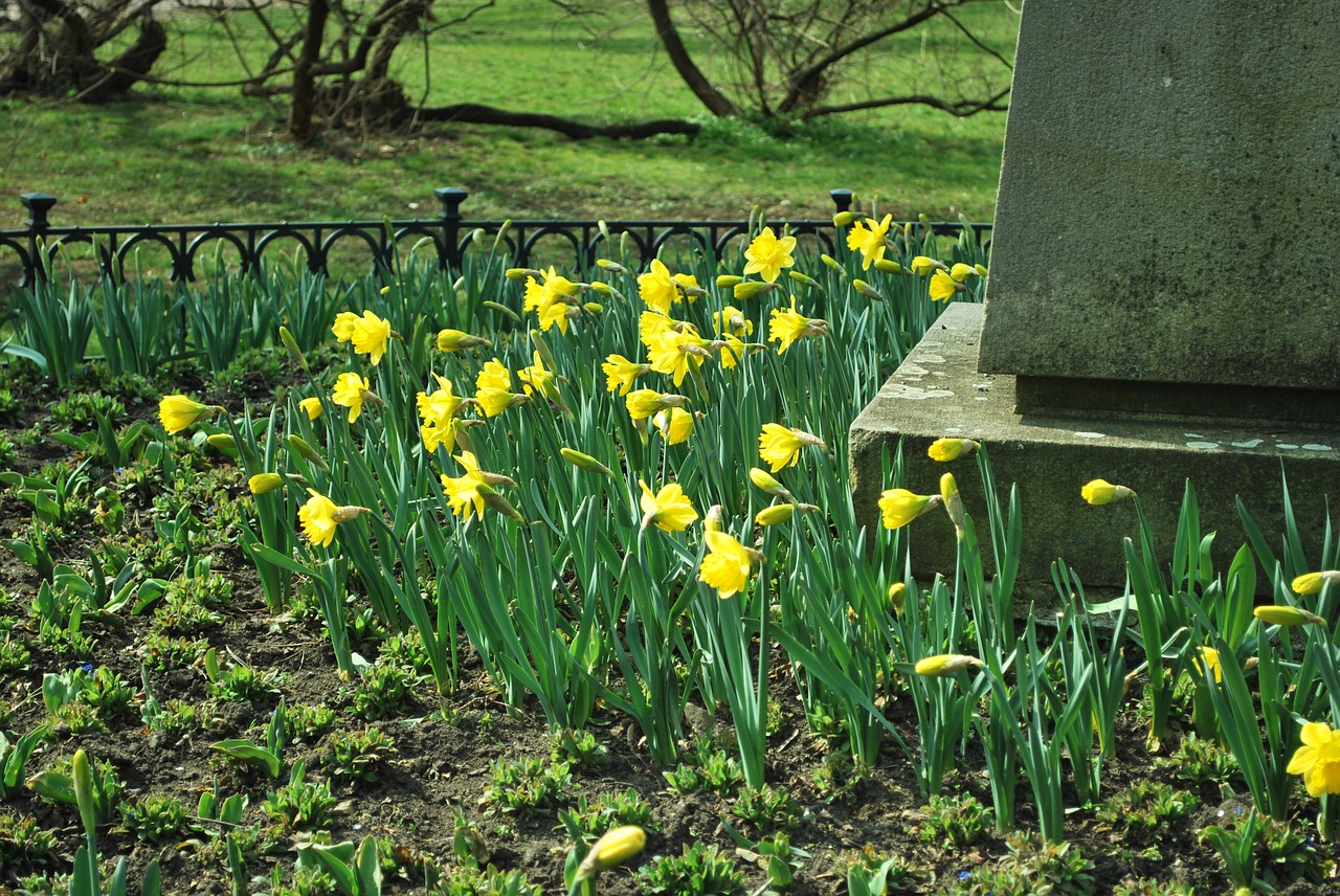 daffodil flowers spring free photo