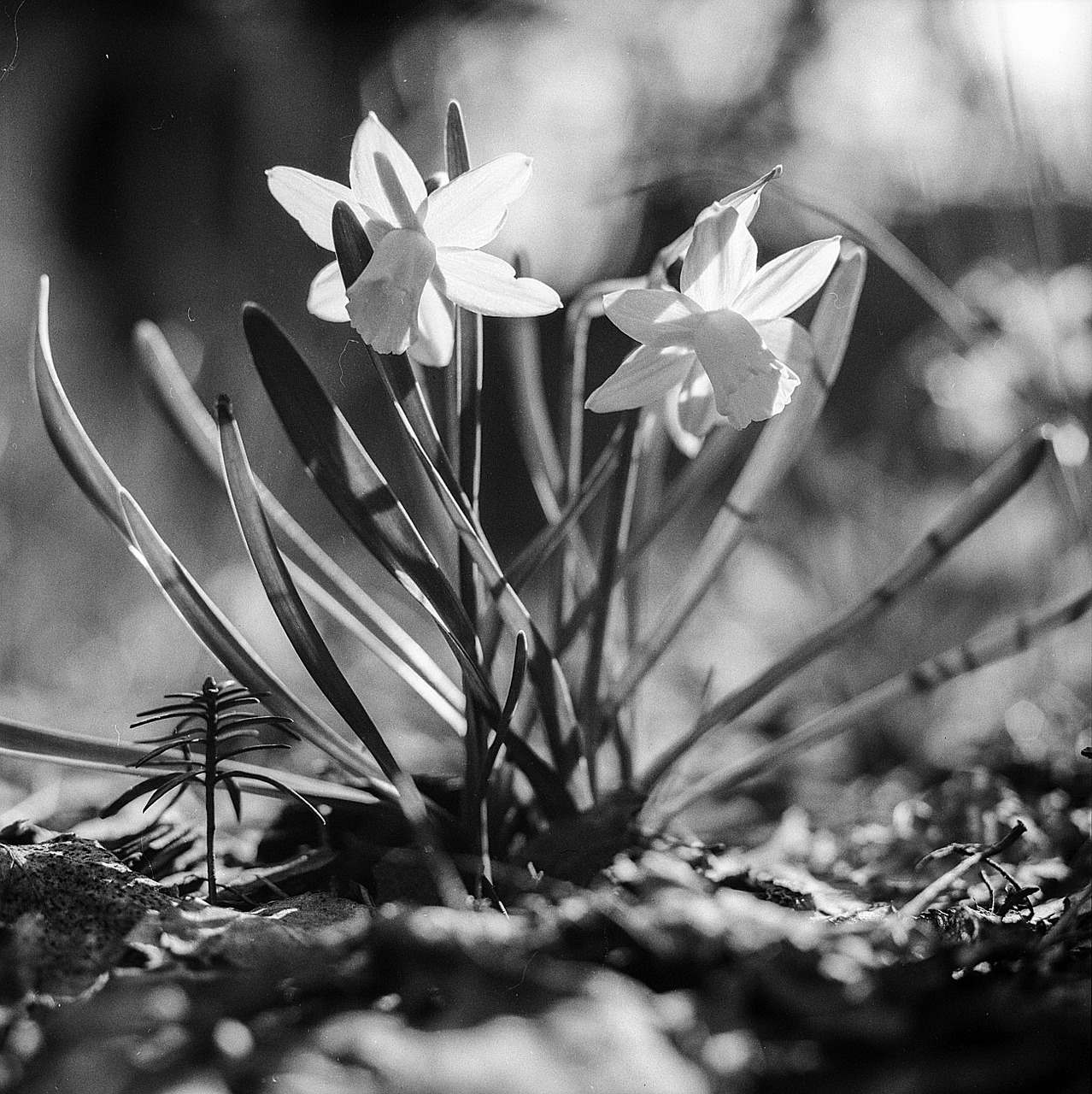 daffodil narcissus spring free photo