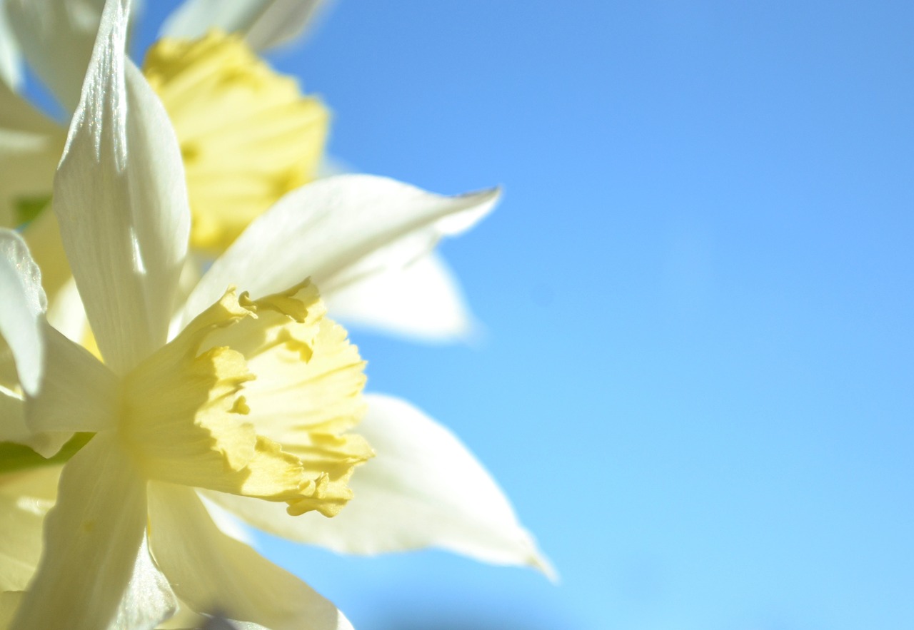 daffodil blue yellow free photo