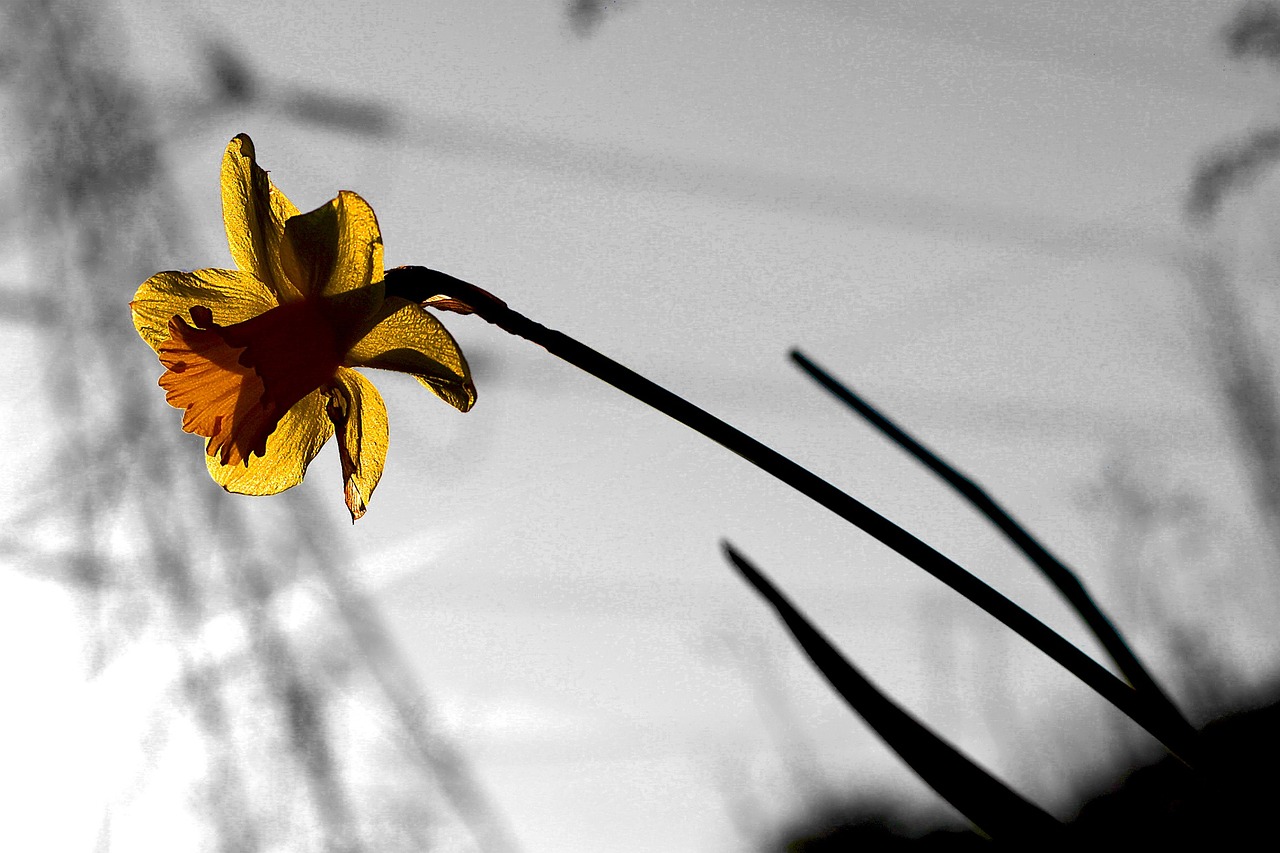 daffodil flower urban free photo