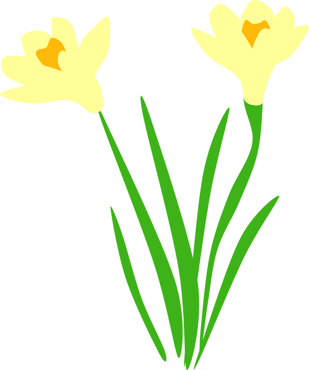 daffodil daffodils flora free photo