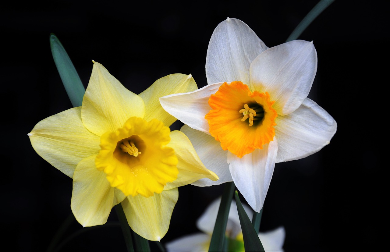 daffodil color spring flowers free photo
