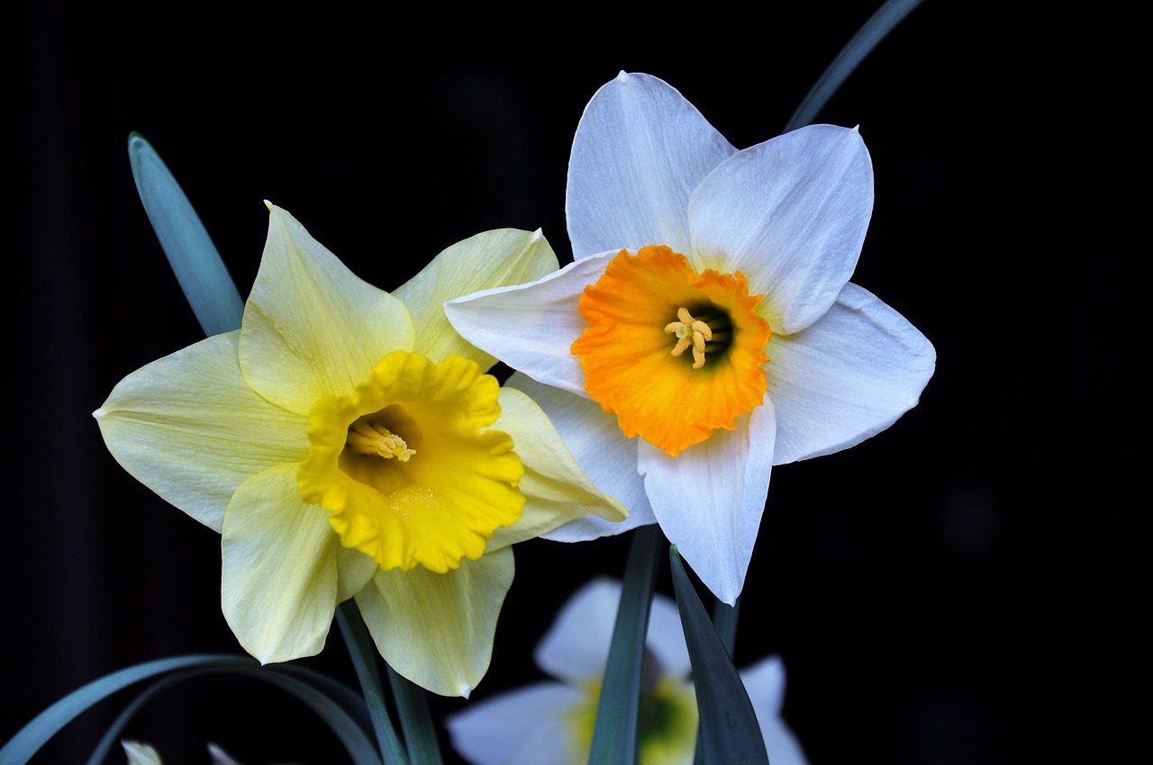 daffodil color spring flowers free photo