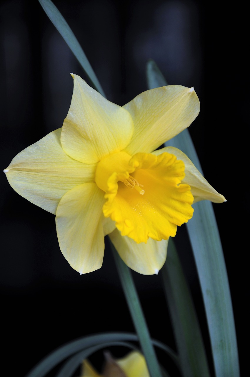 daffodil color spring flowers free photo