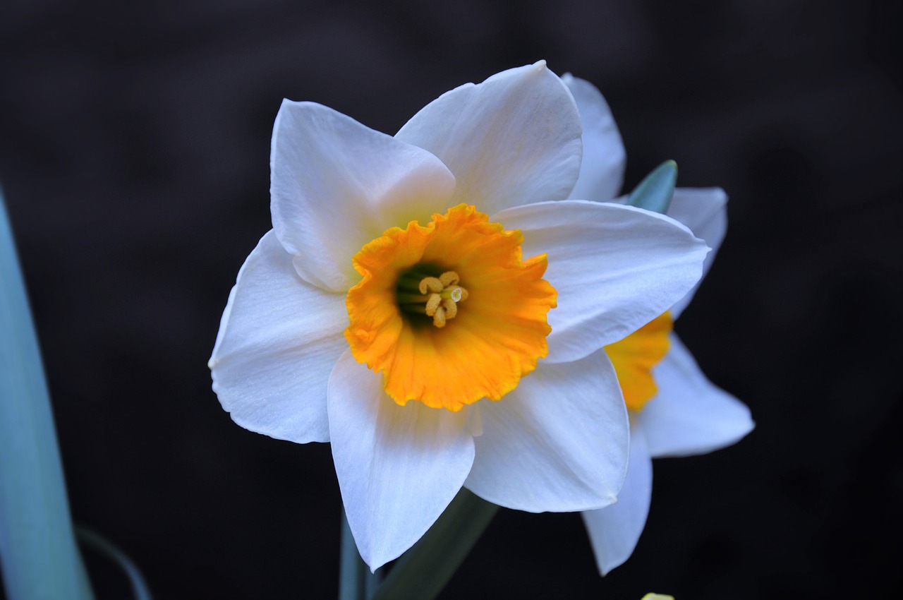 daffodil color spring flowers free photo