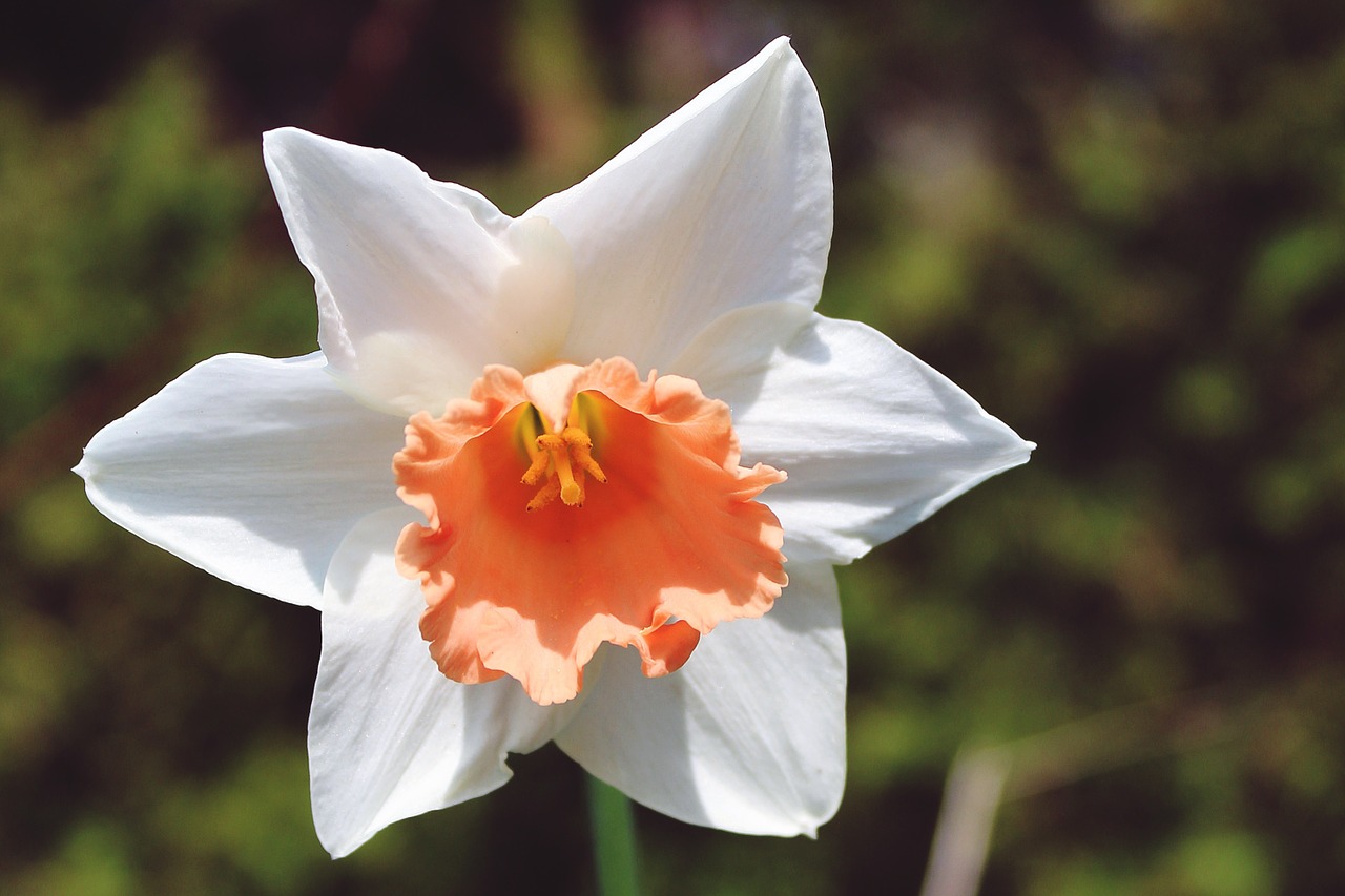 daffodil flower spring free photo