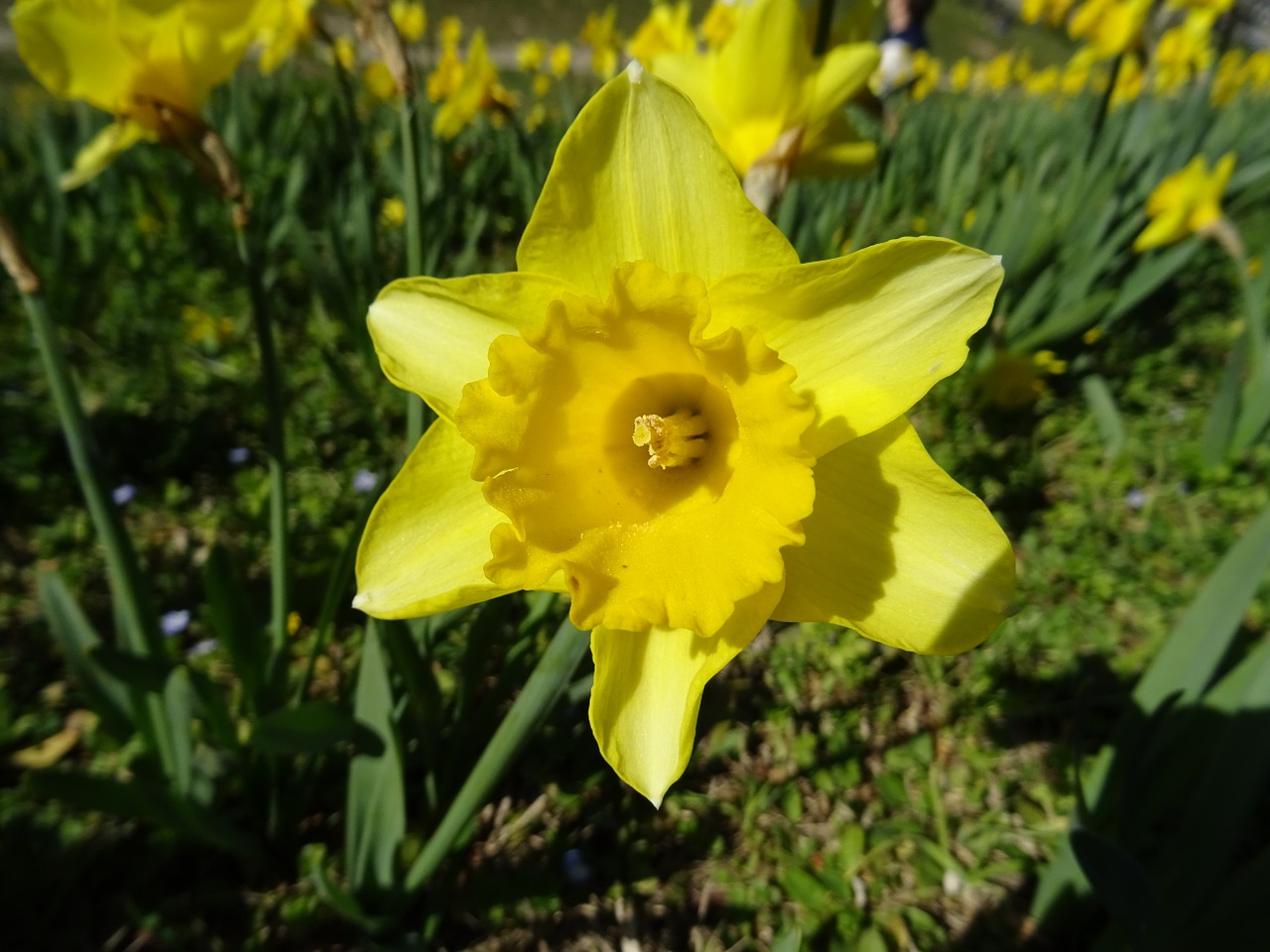 daffodil nature flower free photo