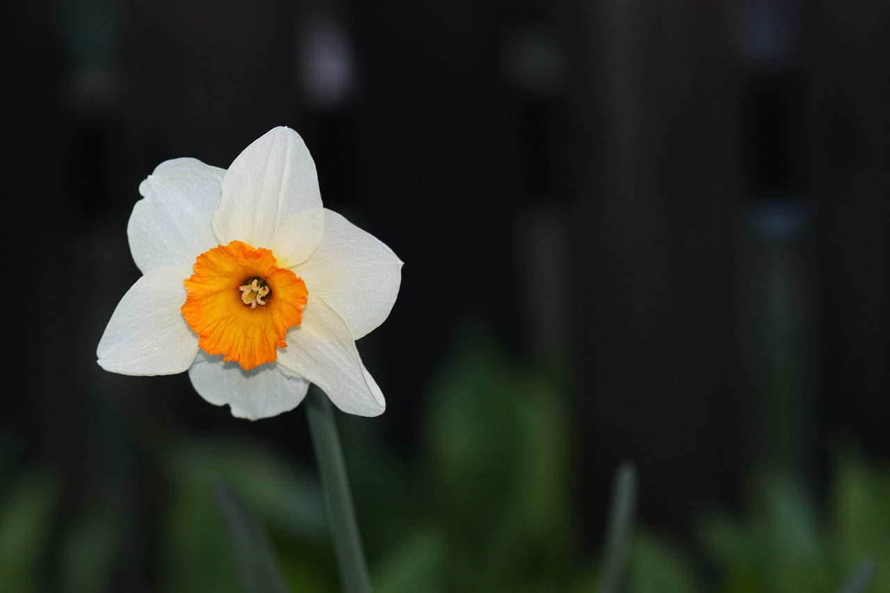 daffodil flower yellow free photo