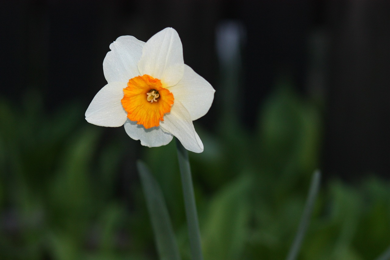 daffodil flower yellow free photo