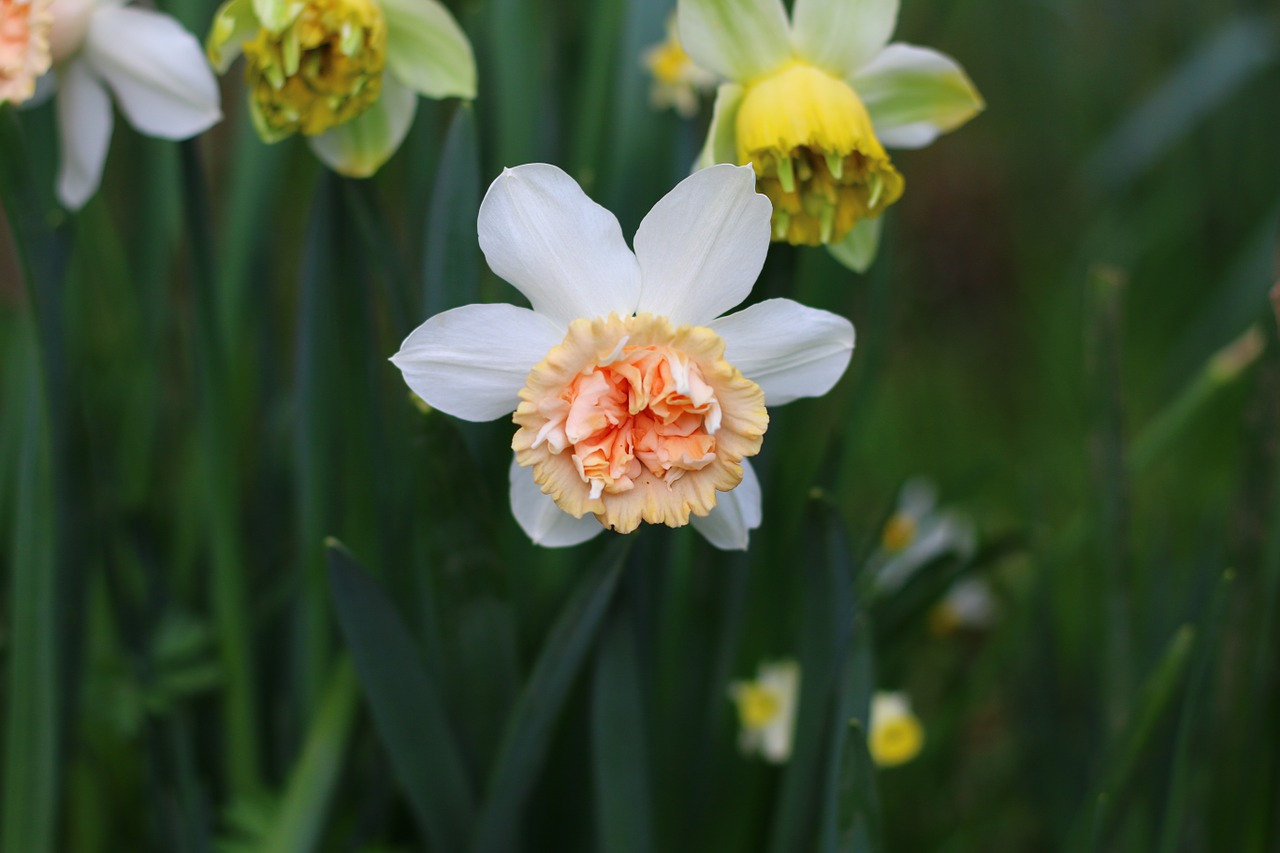 daffodil flower spring free photo