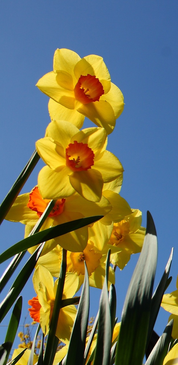 daffodil flower spring free photo