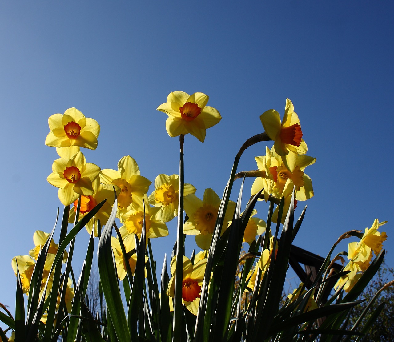 daffodil flower spring free photo