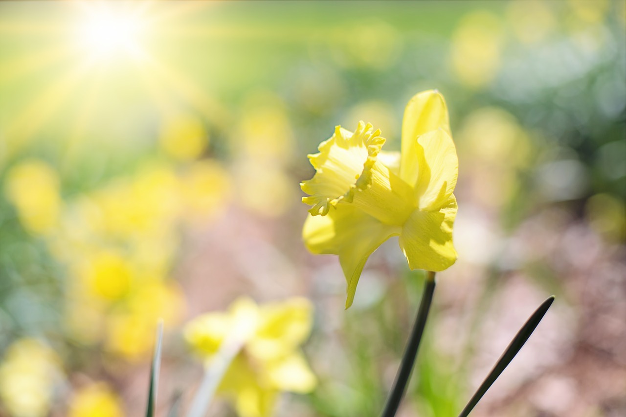 daffodil spring flowers yellow flowers free photo