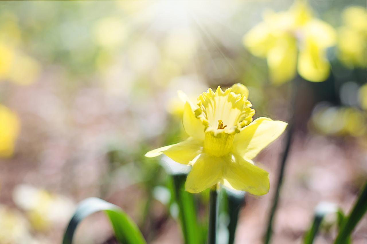 daffodil spring flowers yellow flowers free photo