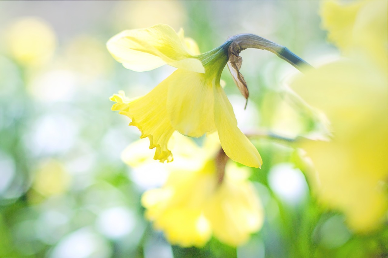 daffodil spring flowers yellow flowers free photo