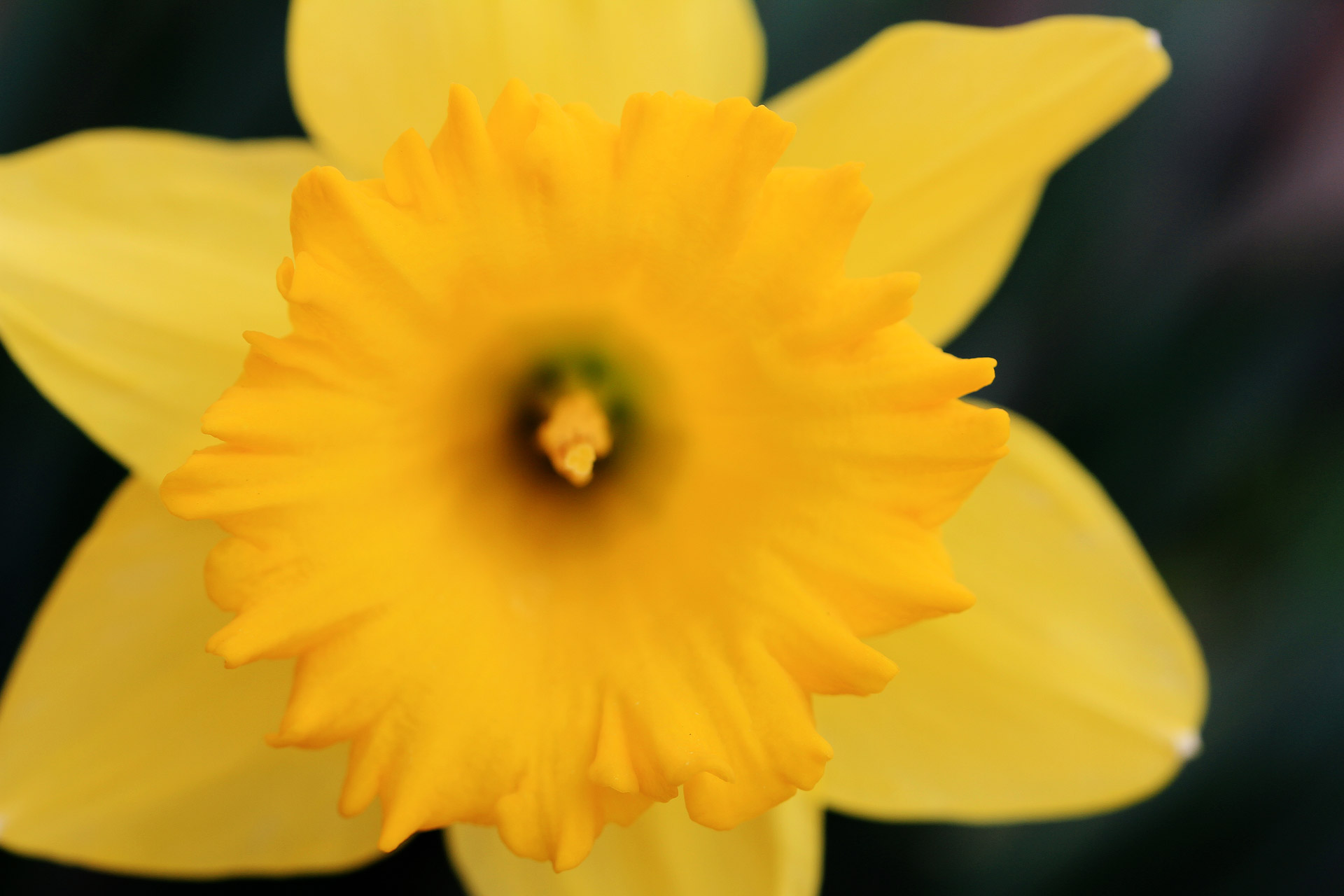 daffodil spring flower free photo