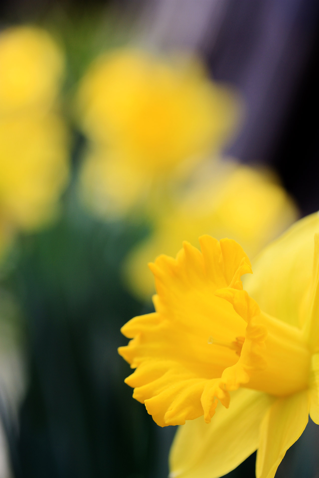 daffodil spring flower free photo