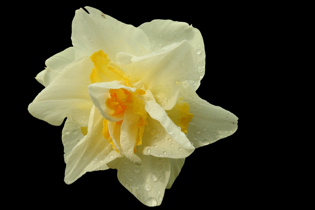 daffodil yellow spring free photo