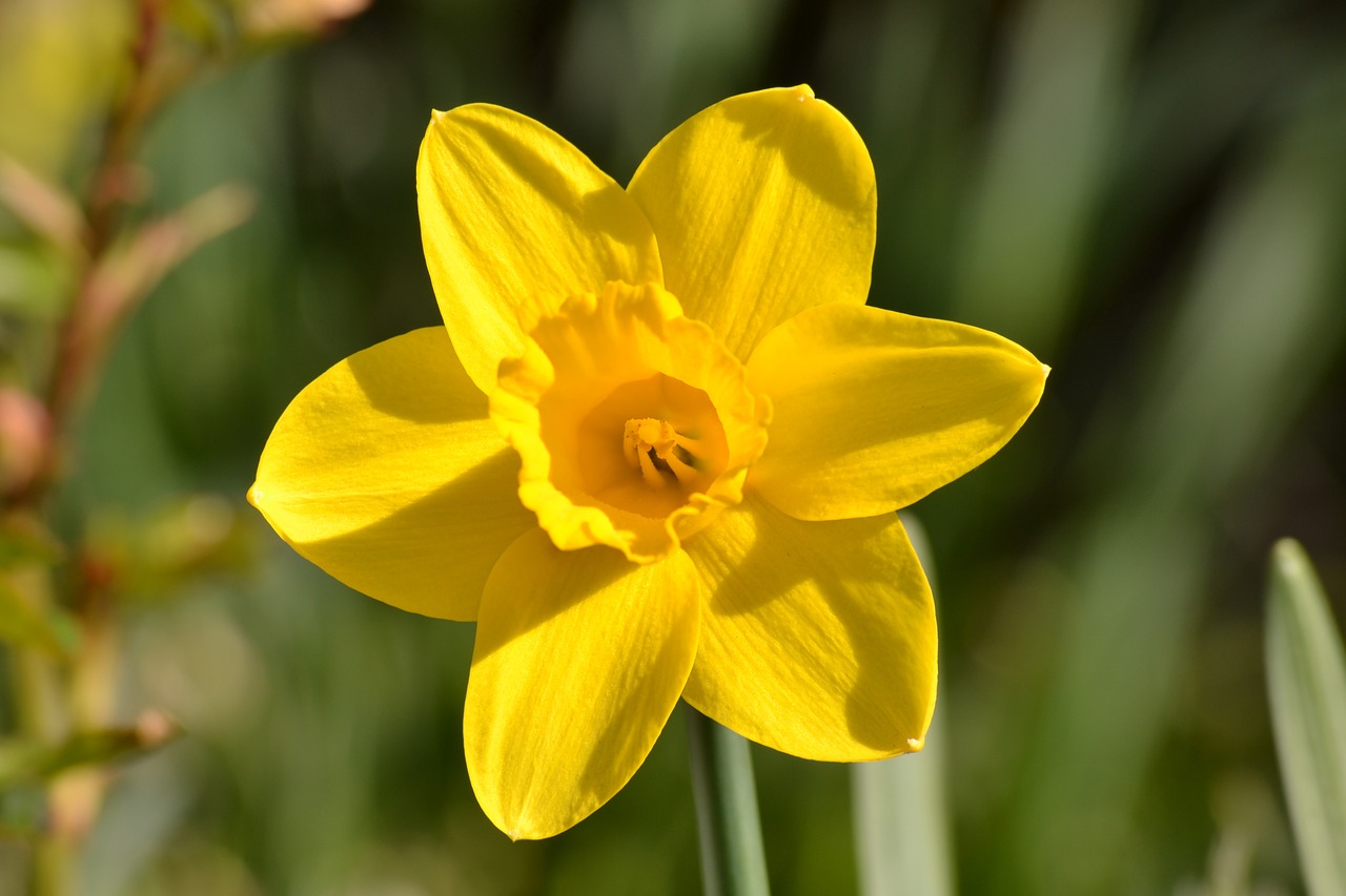 daffodil flower yellow flower free photo