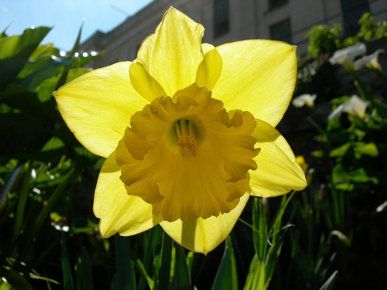 daffodil narcissus flower free photo