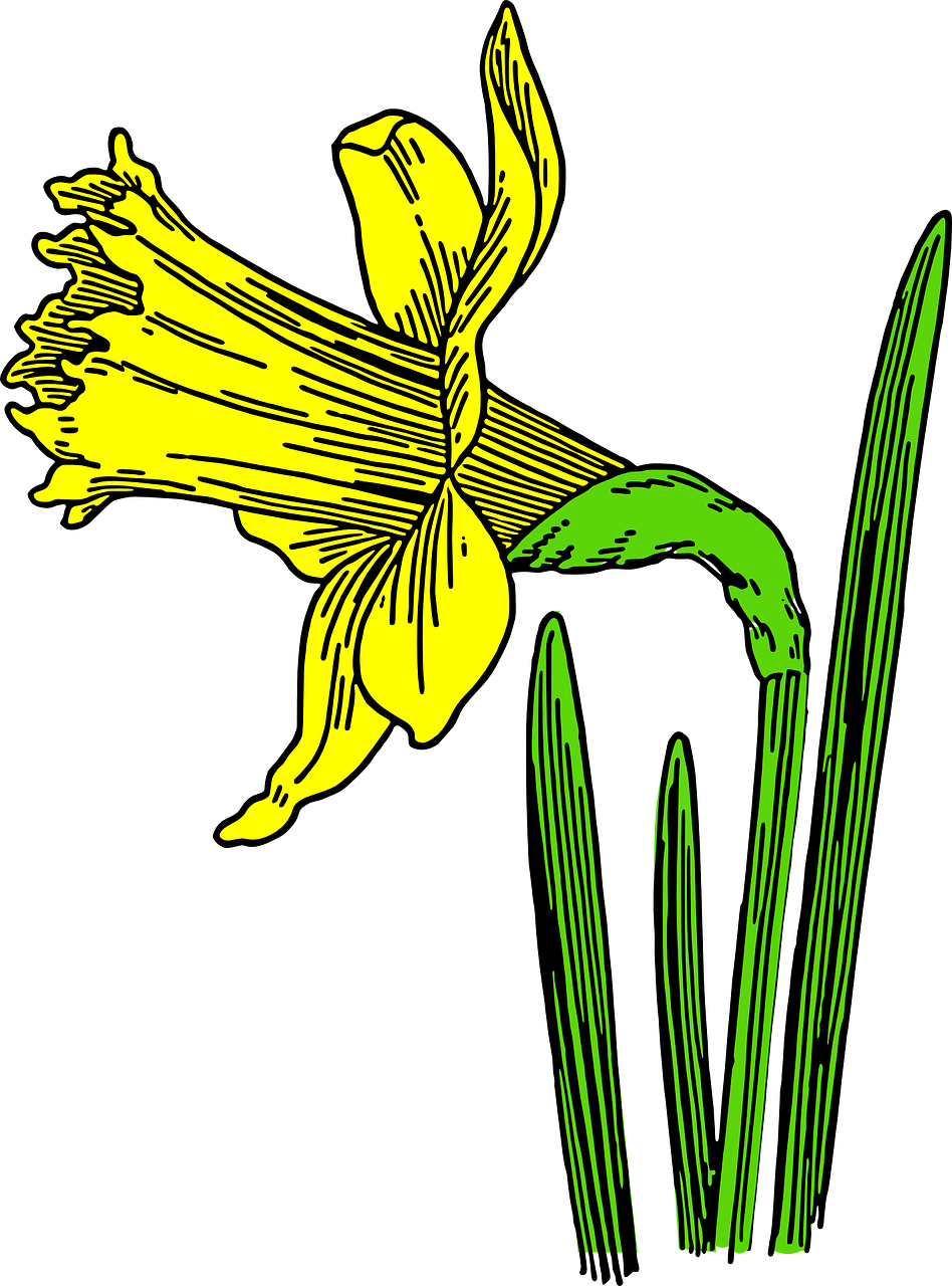 daffodil flower nature free photo
