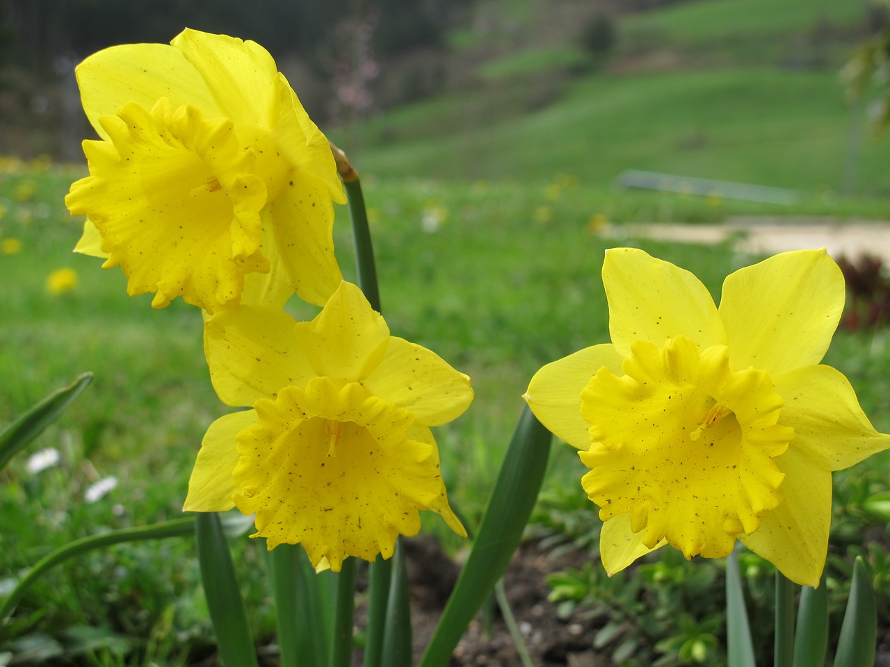 daffodil yellow garden free photo