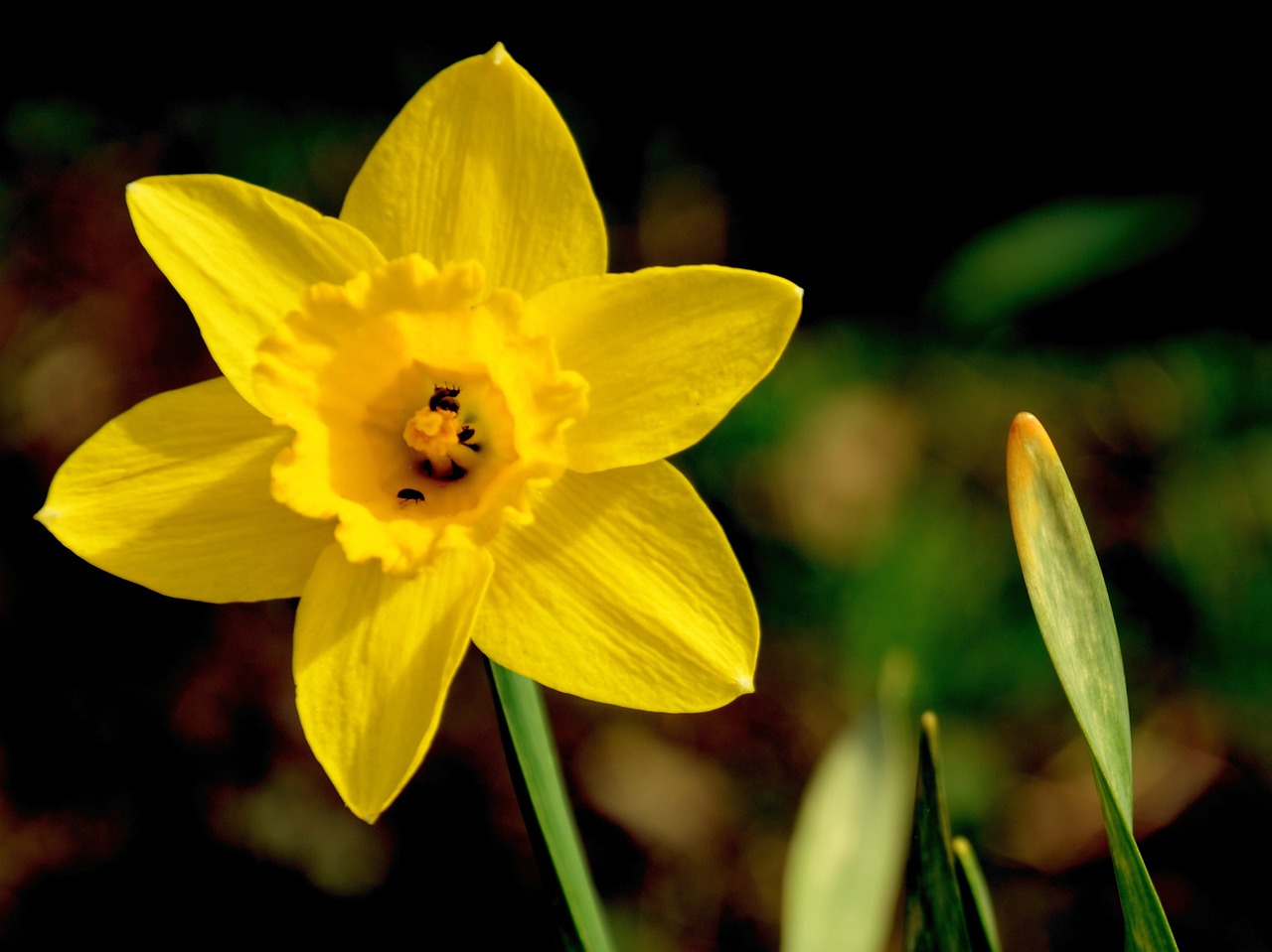 daffodil narcissus flower free photo