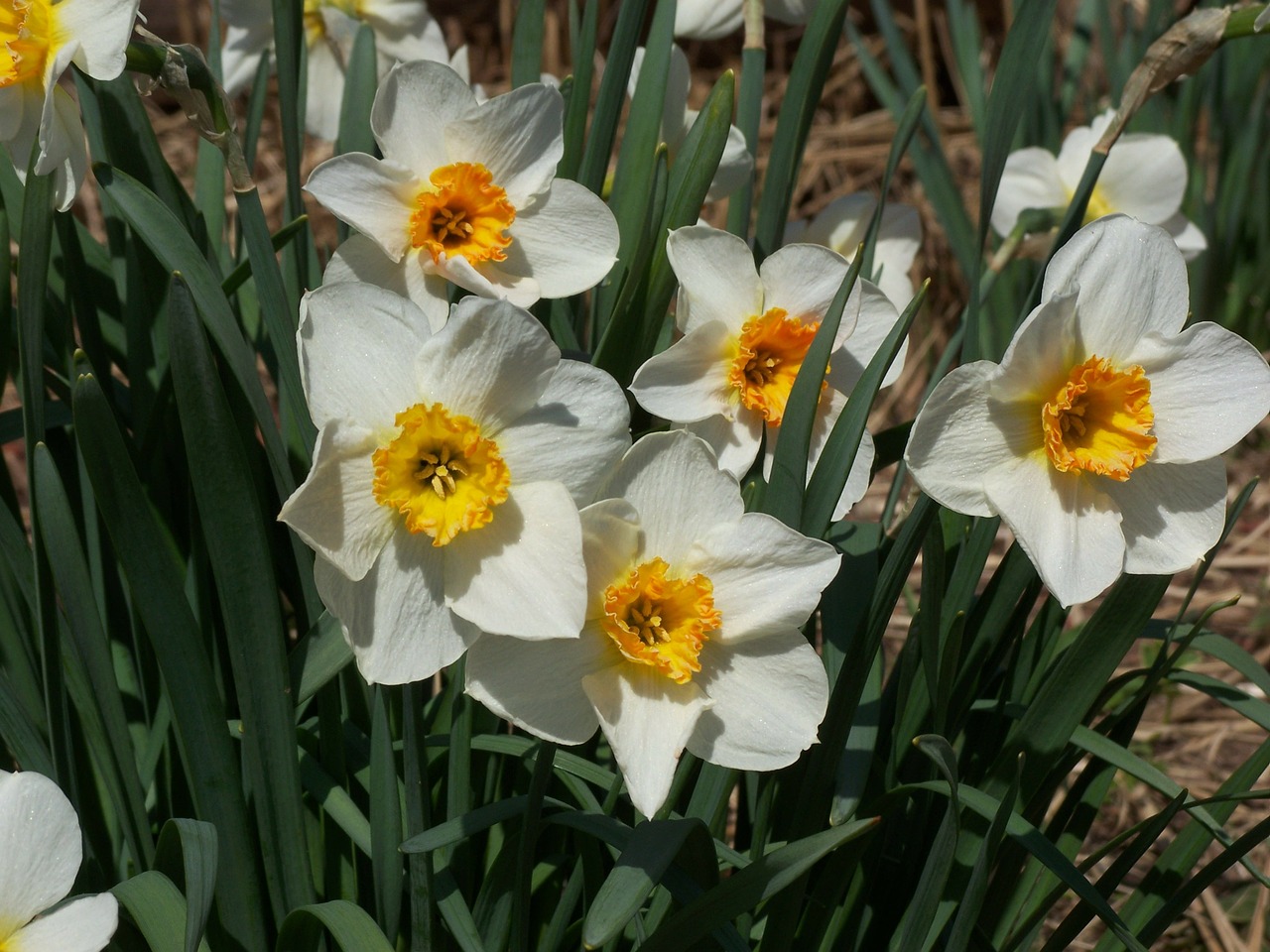 daffodil floral plants free photo