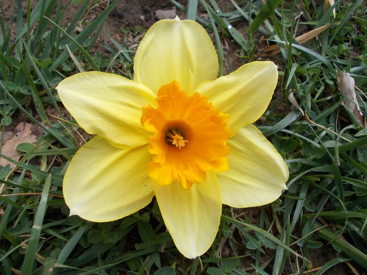 daffodil flower spring free photo