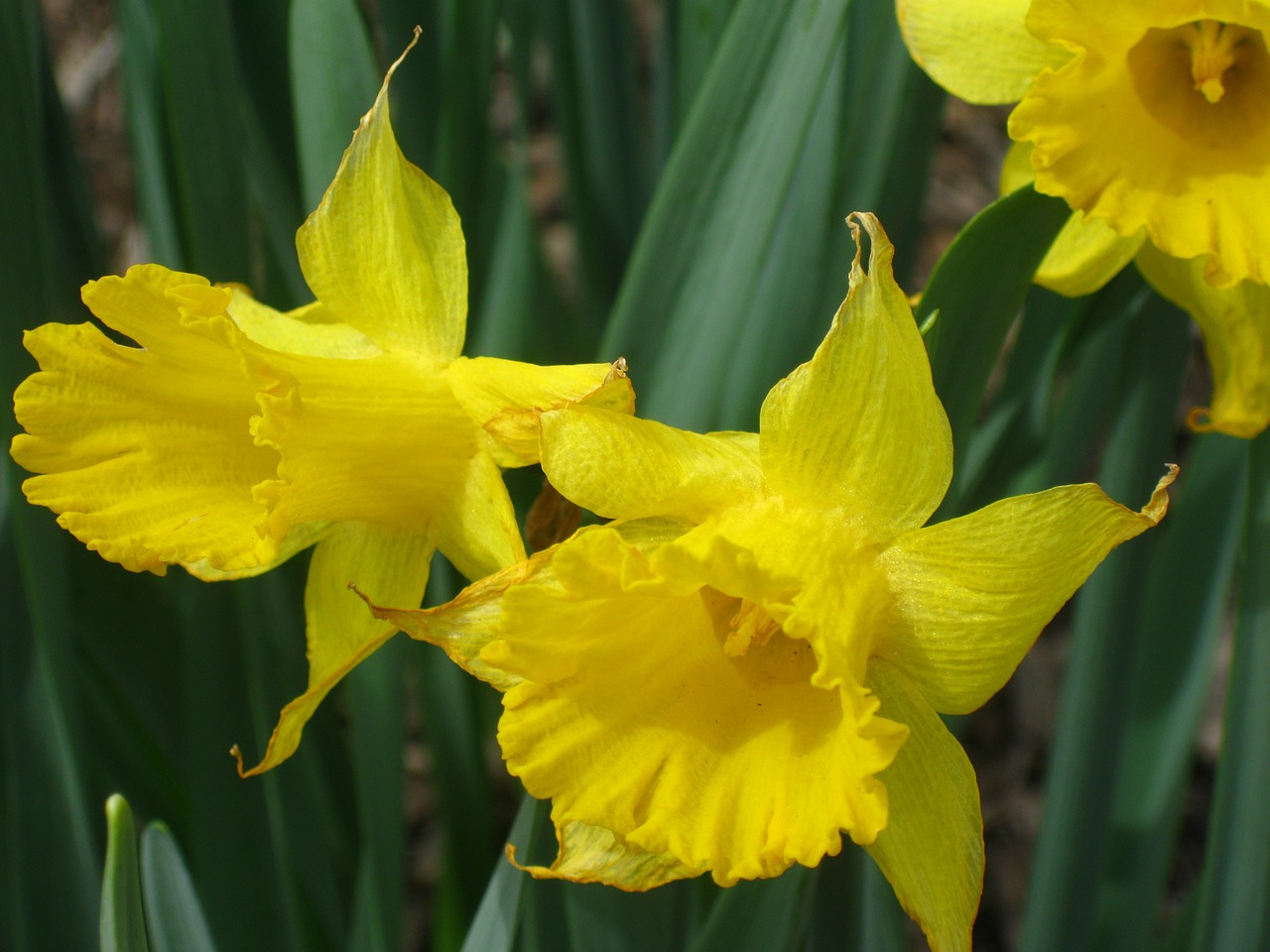 daffodil flowers daffodils free photo