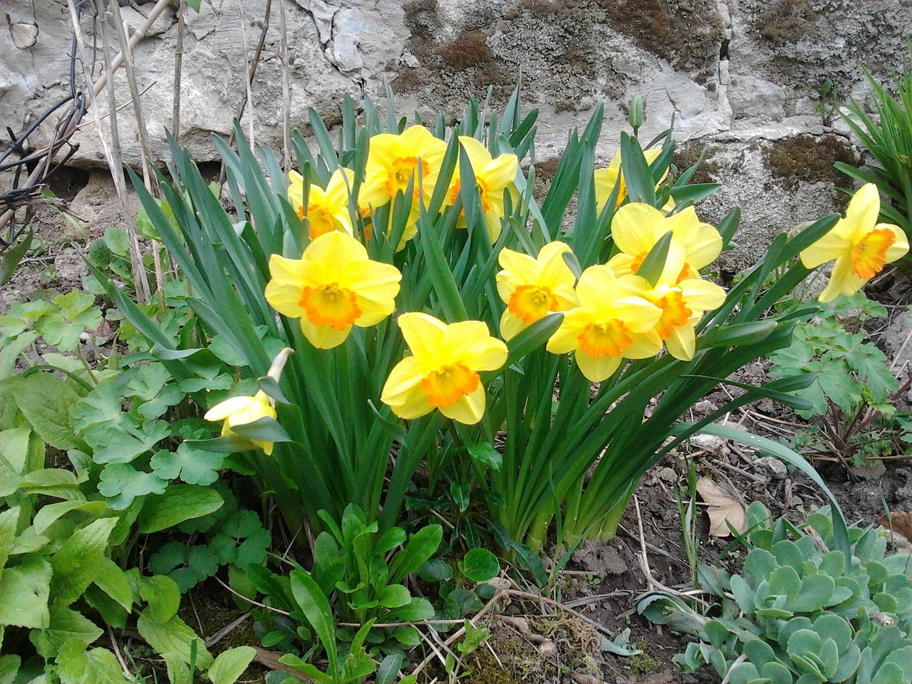 daffodil spring sunshine free photo