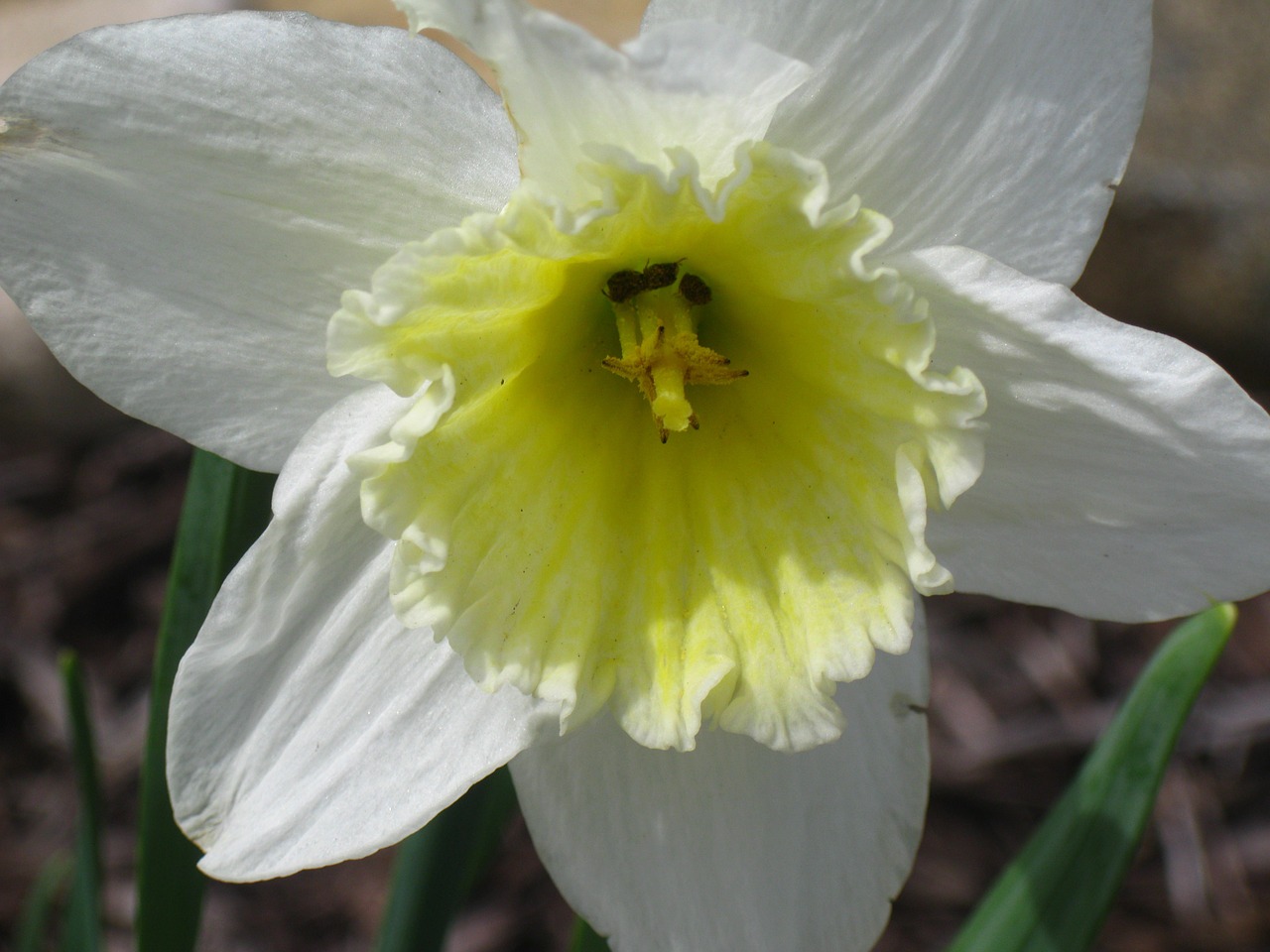 daffodil daffodils spring flowers free photo