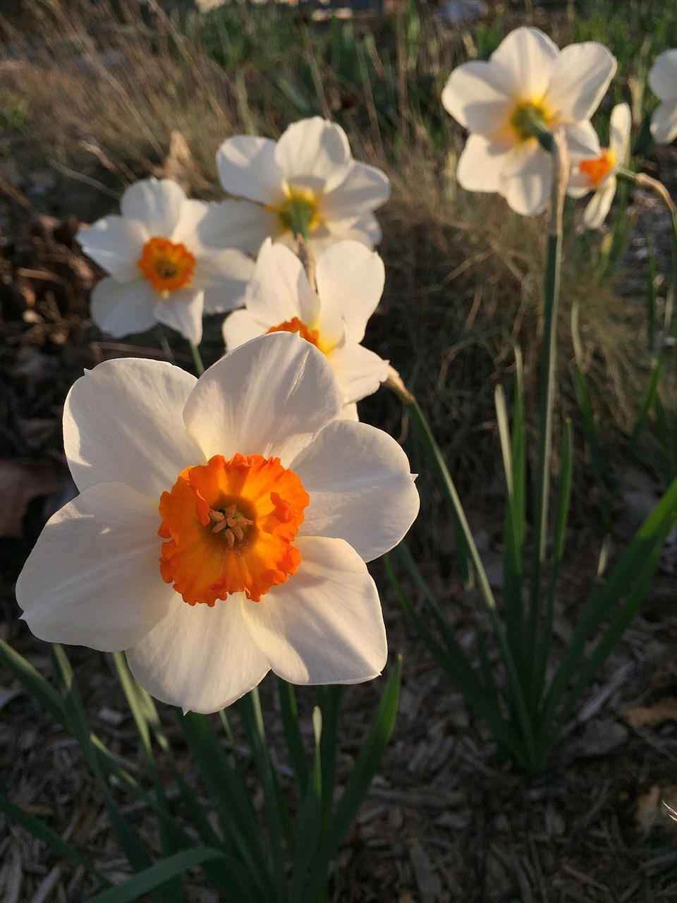 daffodil flower spring free photo