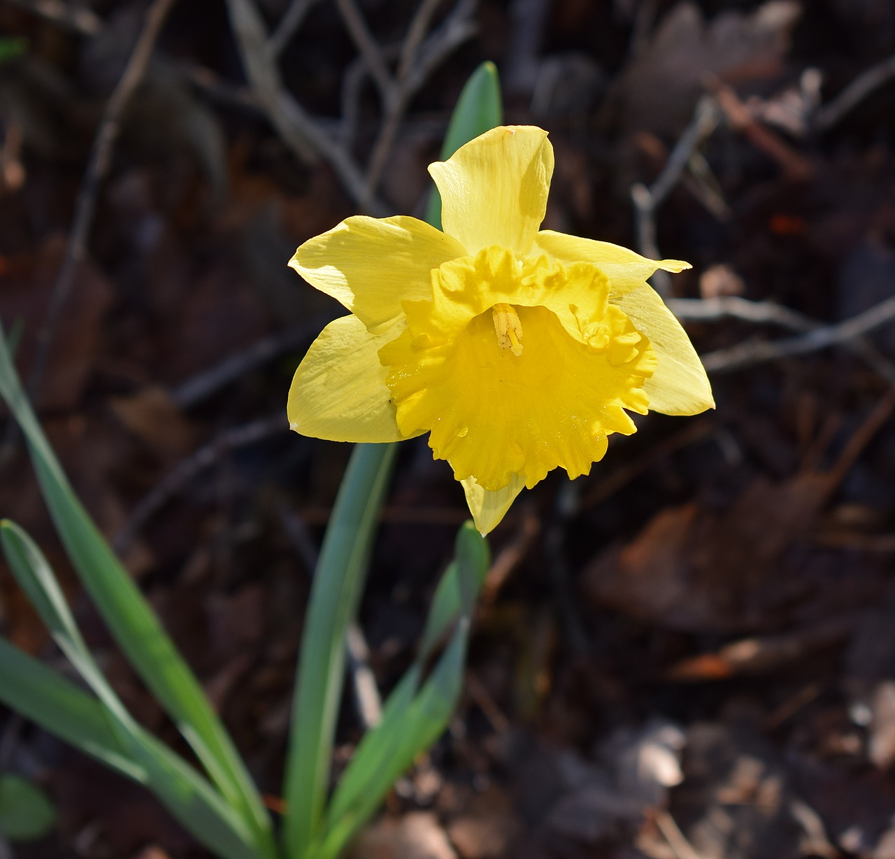 daffodil flower blossom free photo