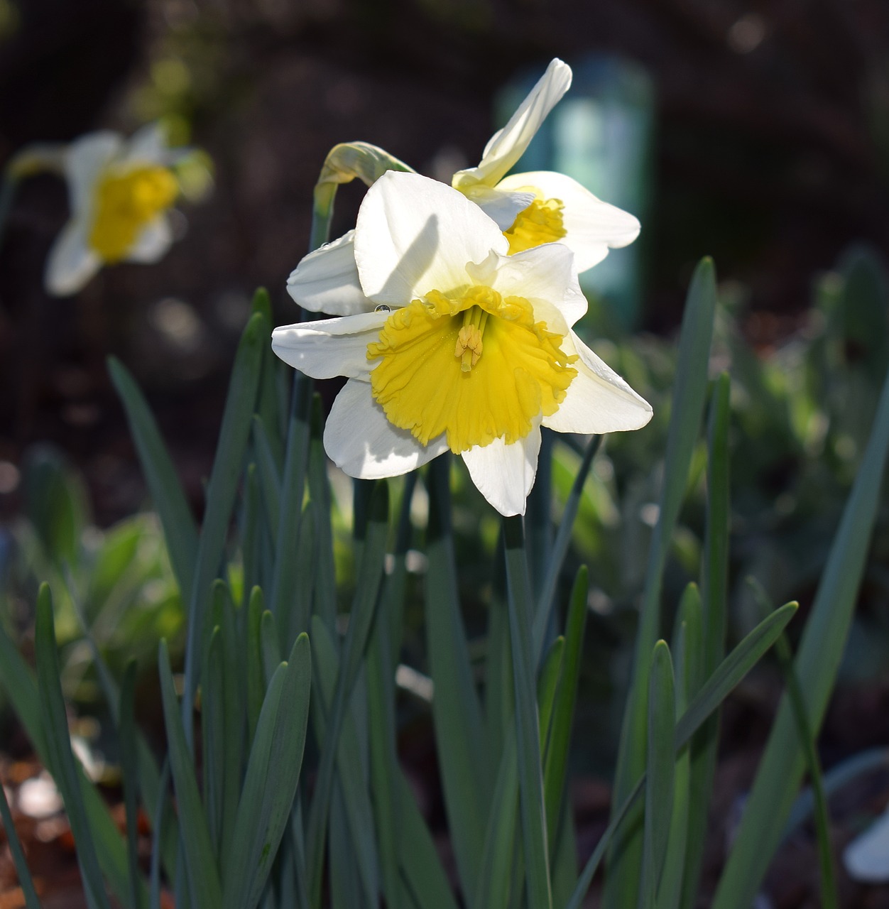 daffodil flower blossom free photo