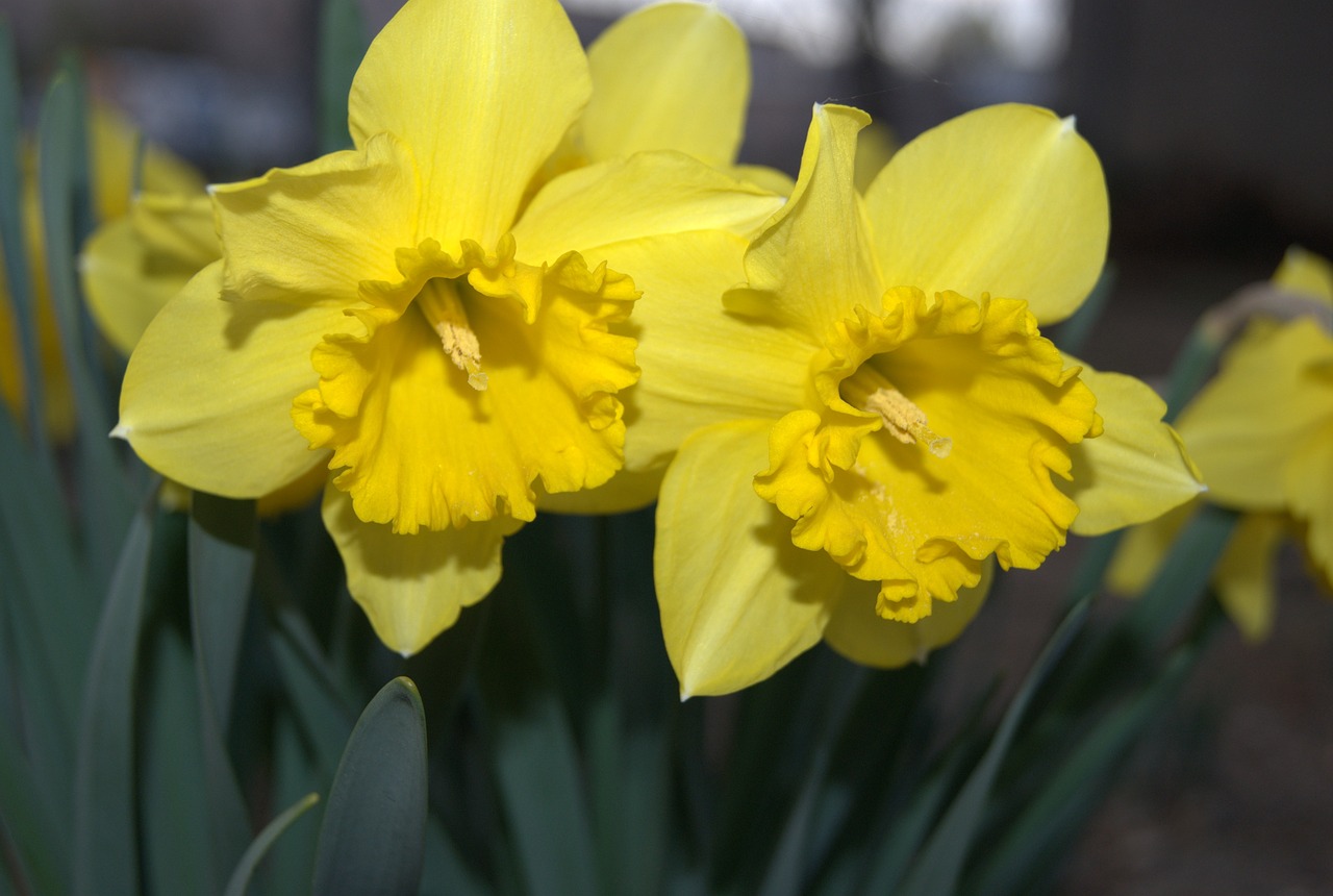 daffodil flowers spring free photo