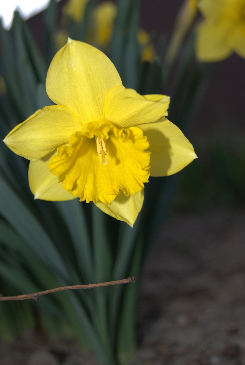 daffodil flowers spring free photo